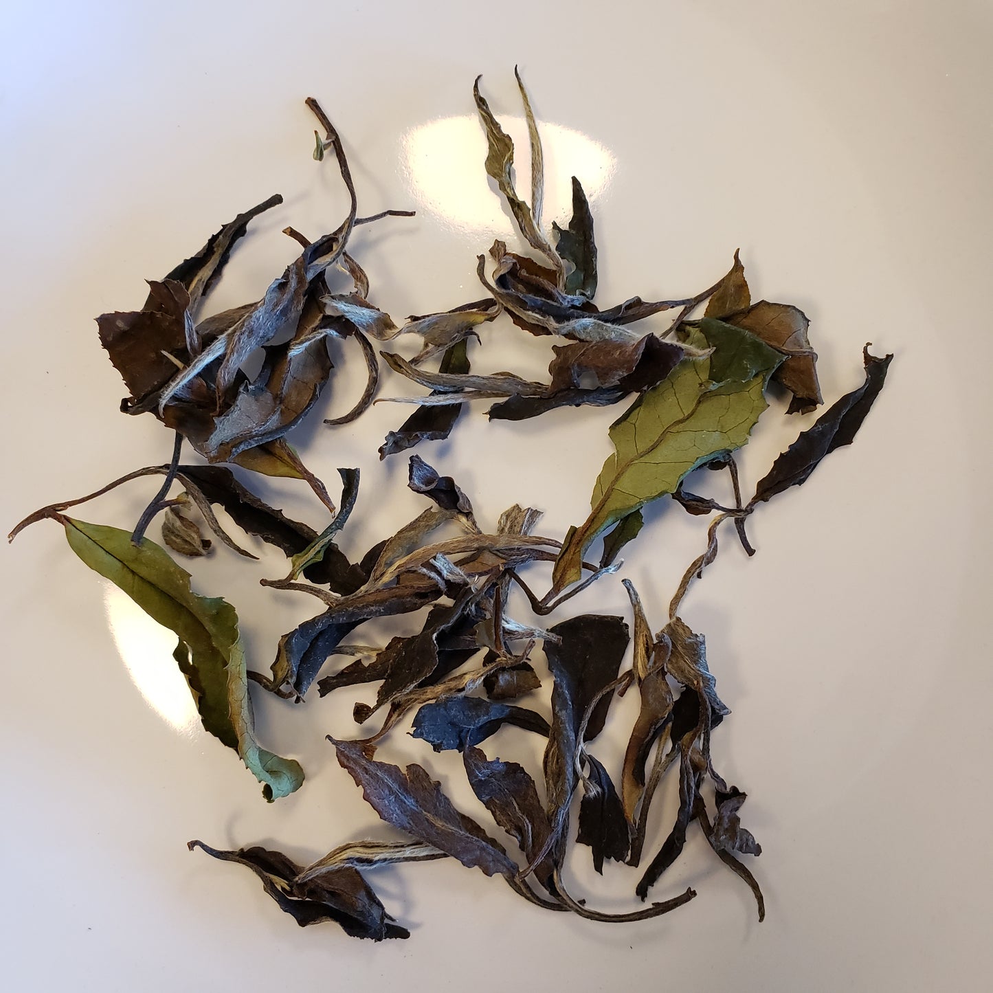 Dried leaves on a white background