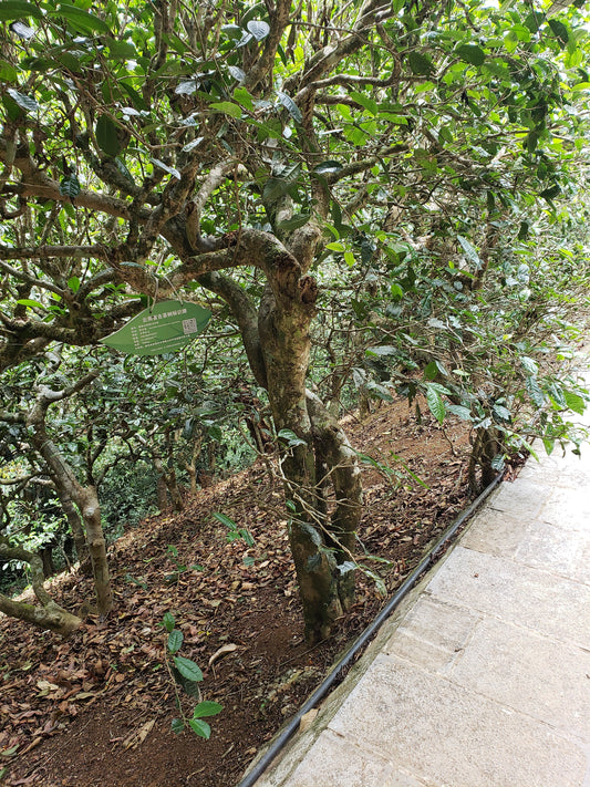 A tea tree growing along a path in the ancient forests of Yunnan.