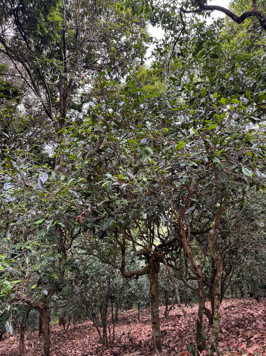 China Trip 2026: Forest Tea