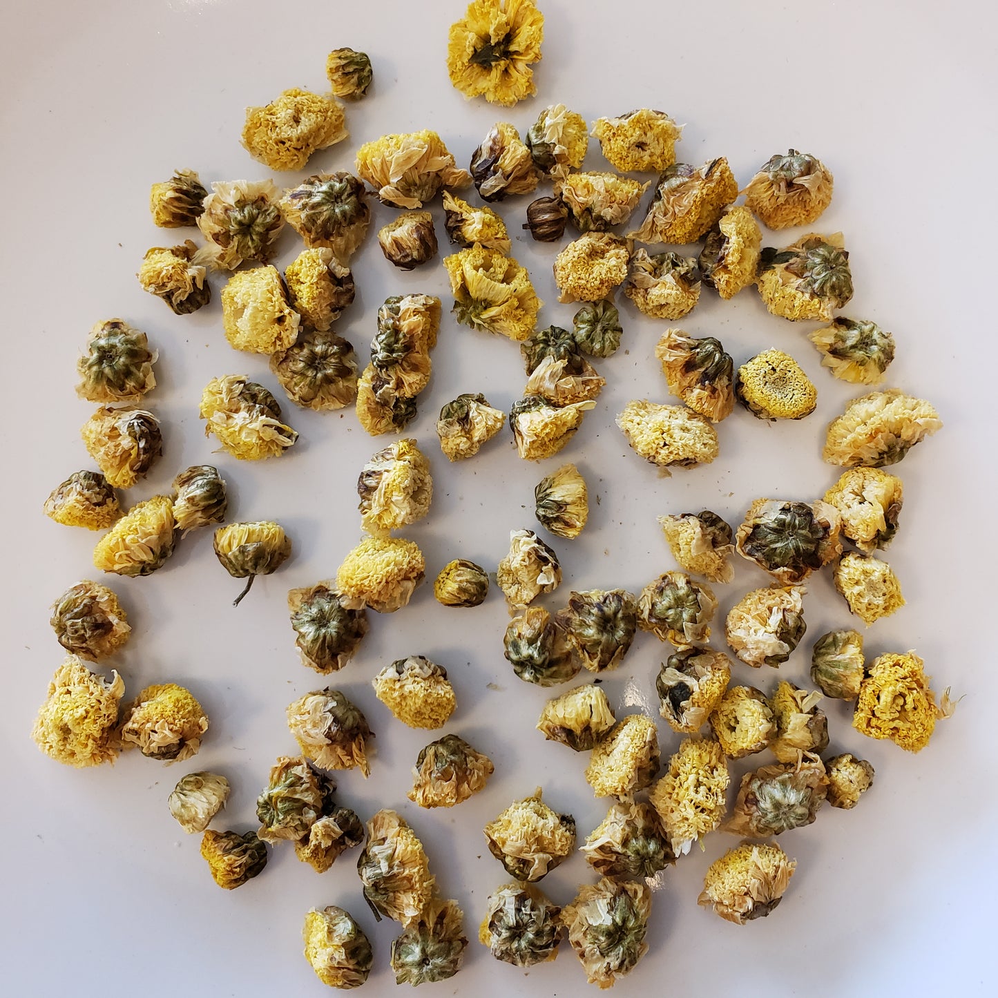 Chrysanthemum image 1